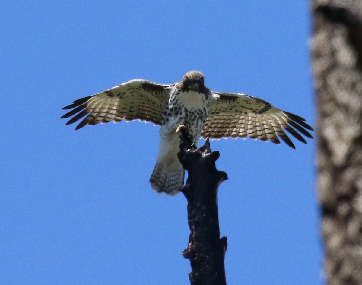 Red-tailed Hawk - ML312139551
