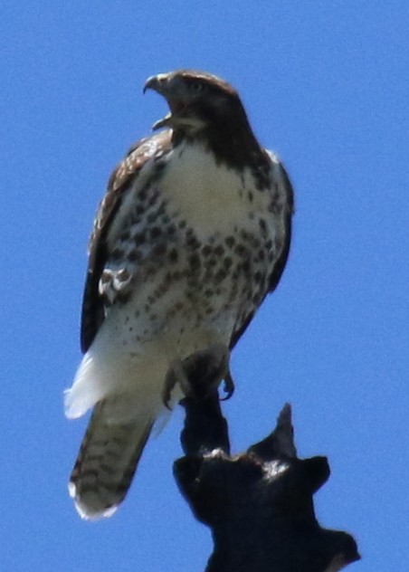 Red-tailed Hawk - ML312139651