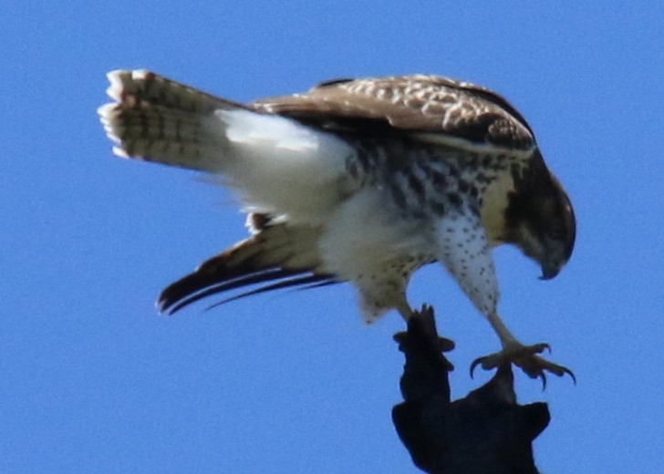 Red-tailed Hawk - ML312139771