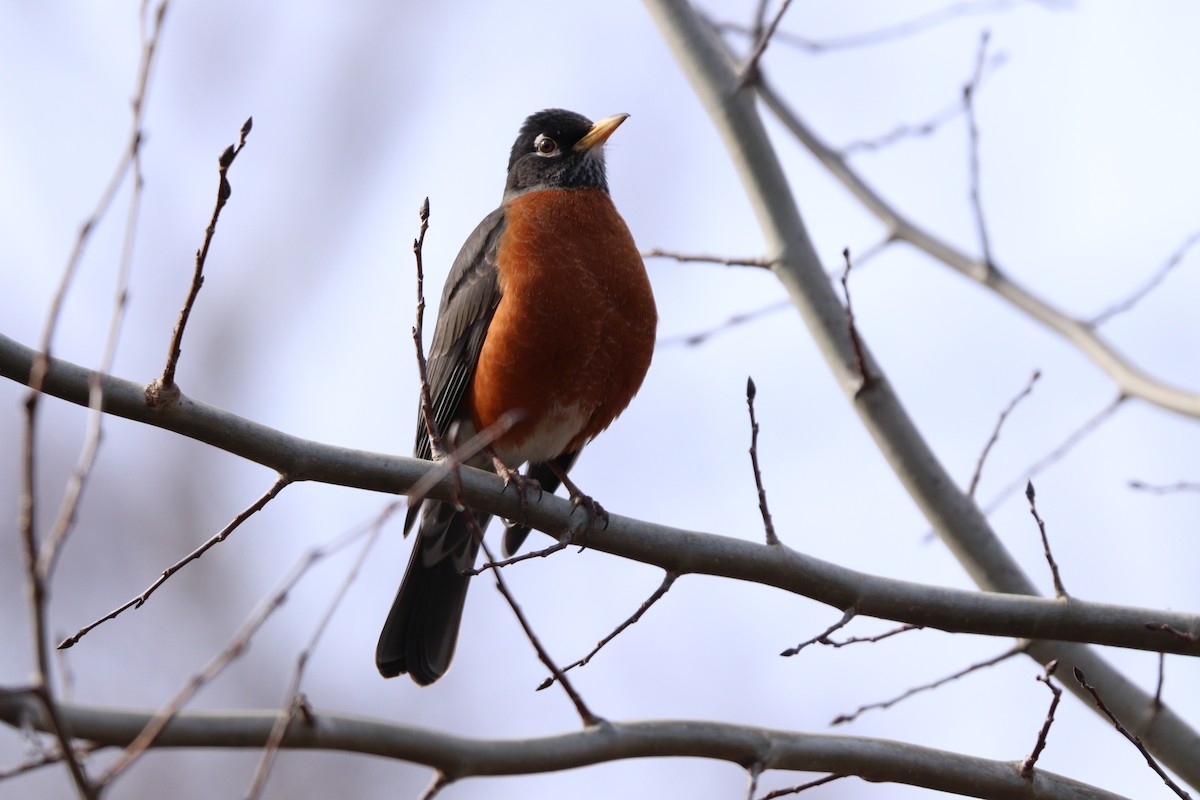 American Robin - ML312140181