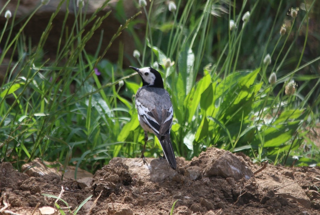 White Wagtail - ML31214141