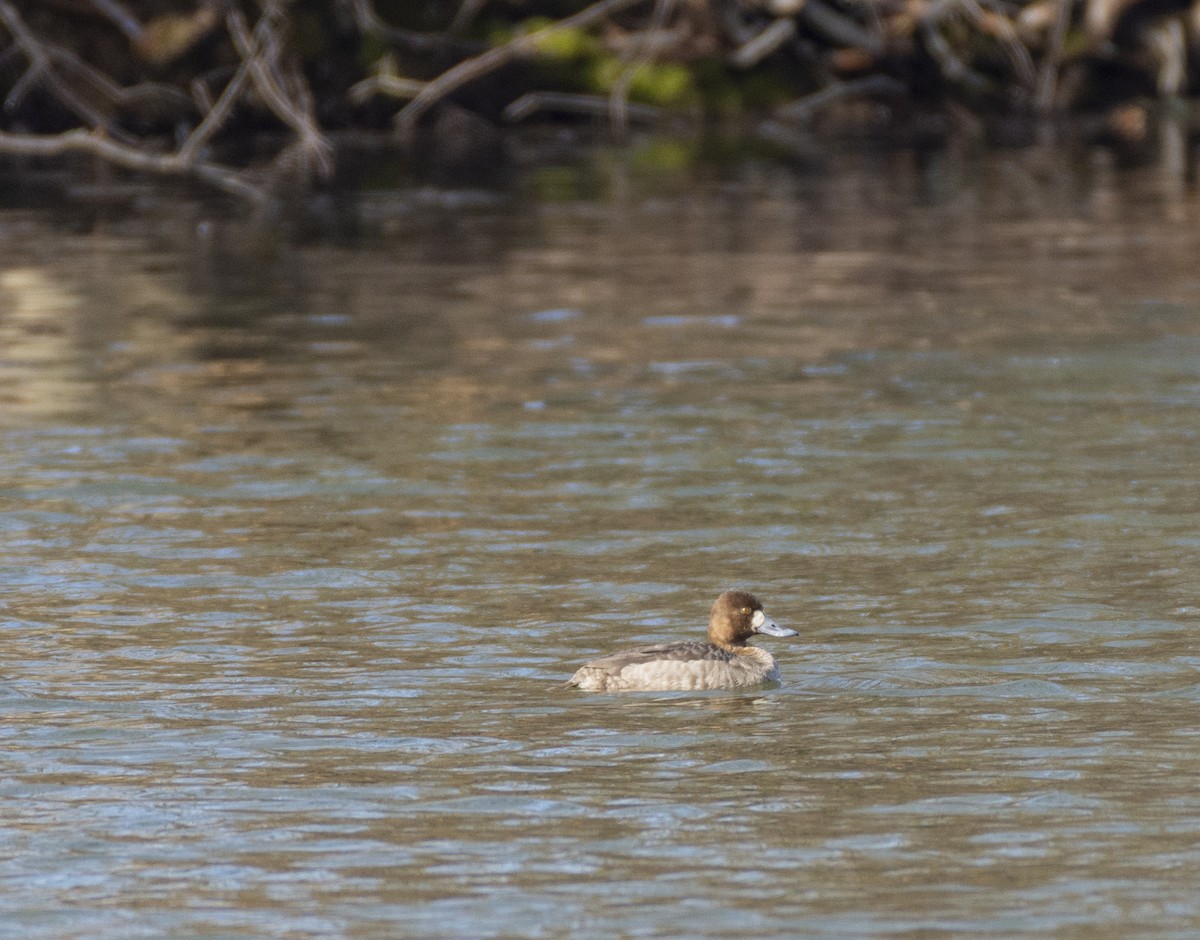 Greater Scaup - ML312144631