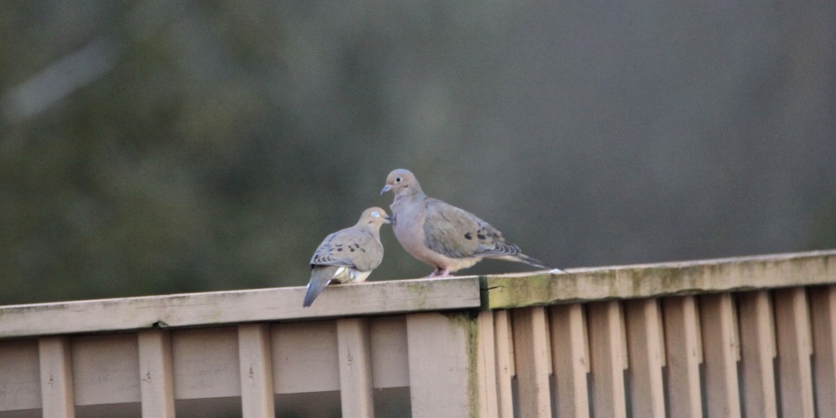 Mourning Dove - ML312148321