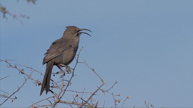 mesquitespottefugl - ML312149141