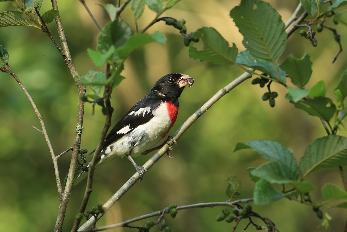 Rose-breasted Grosbeak - Tim Lenz