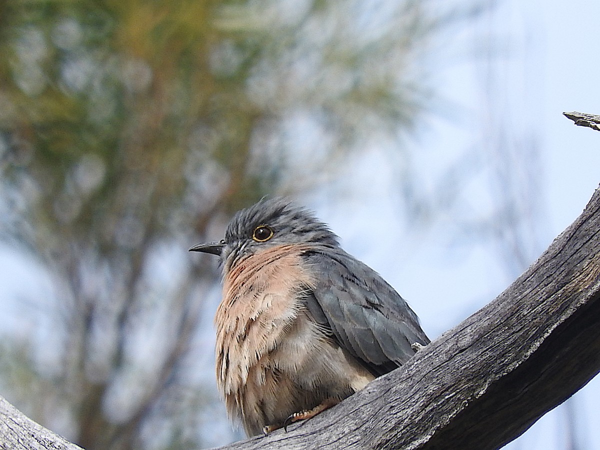 Fan-tailed Cuckoo - George Vaughan