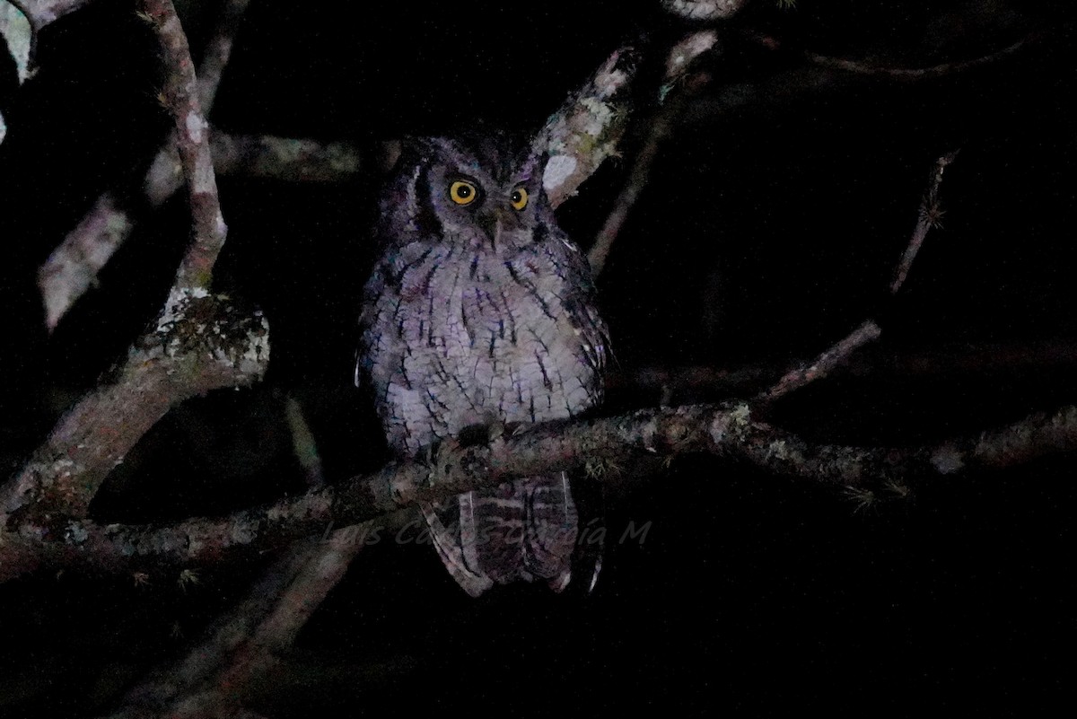 Tropical Screech-Owl - ML312149621