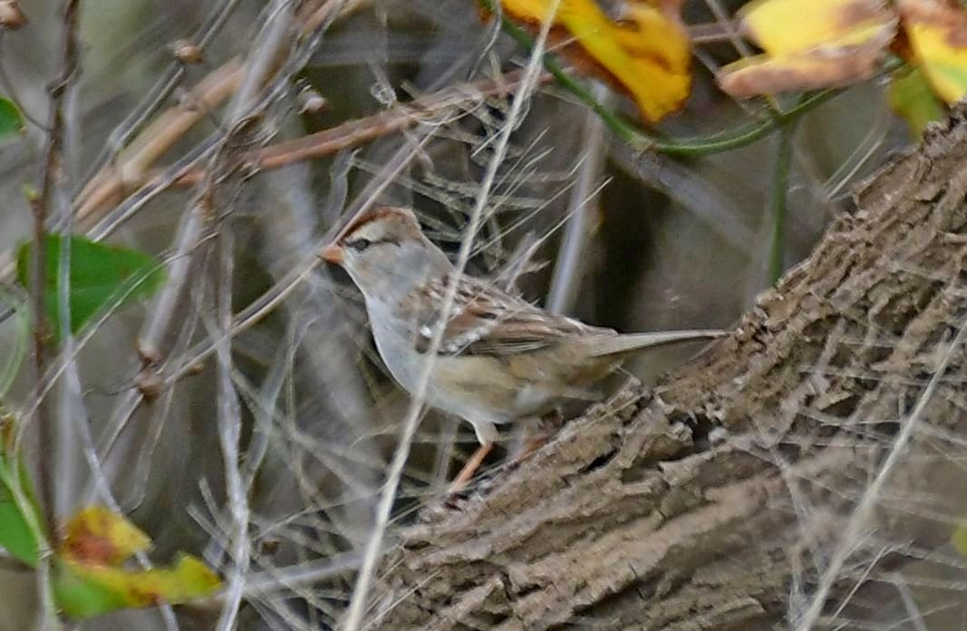 White-crowned Sparrow - ML312150071