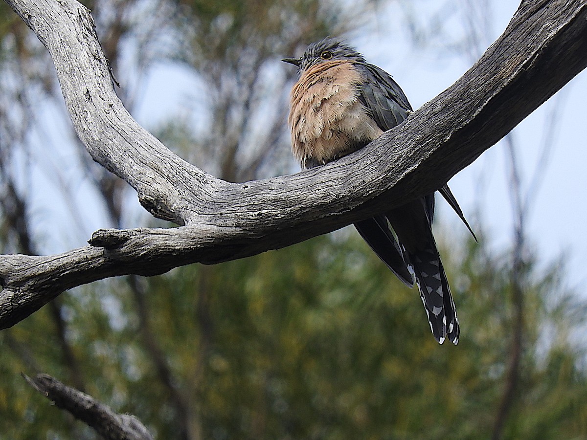 Fan-tailed Cuckoo - George Vaughan