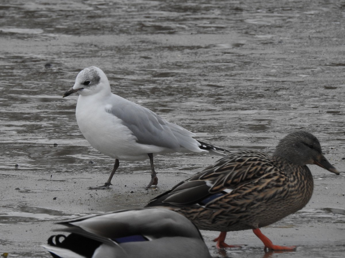 Black-headed x Ring-billed Gull (hybrid) - ML312150351