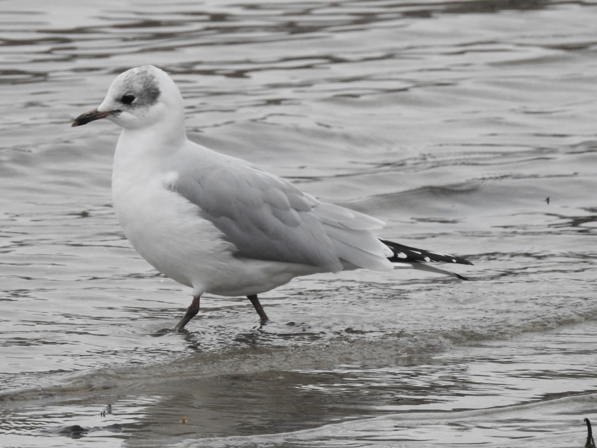 Black-headed x Ring-billed Gull (hybrid) - ML312150371