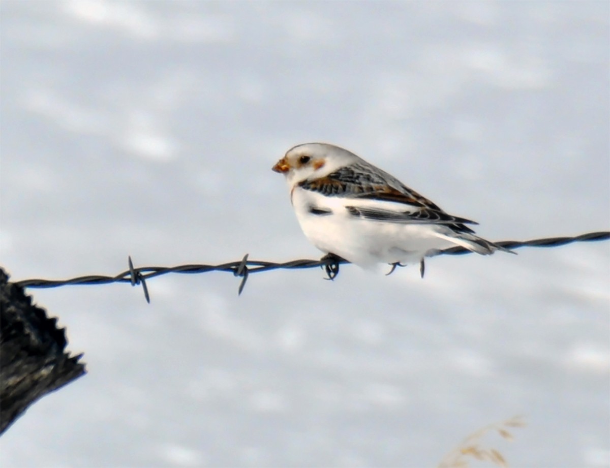 Snow Bunting - ML312151091