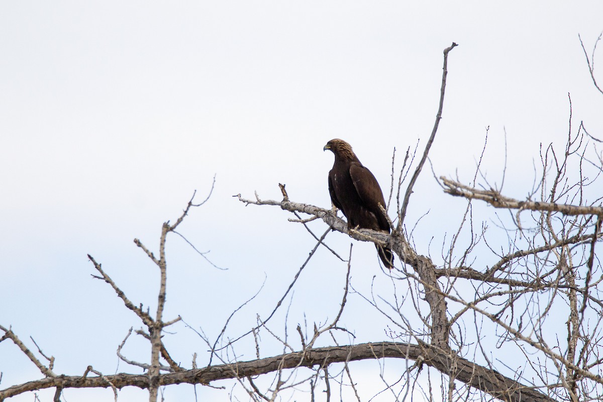 Golden Eagle - ML312151451