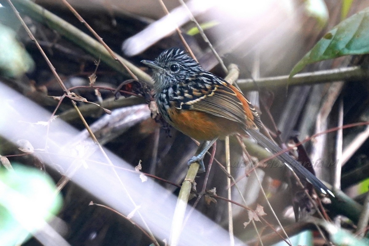 East Andean Antbird - ML312152981