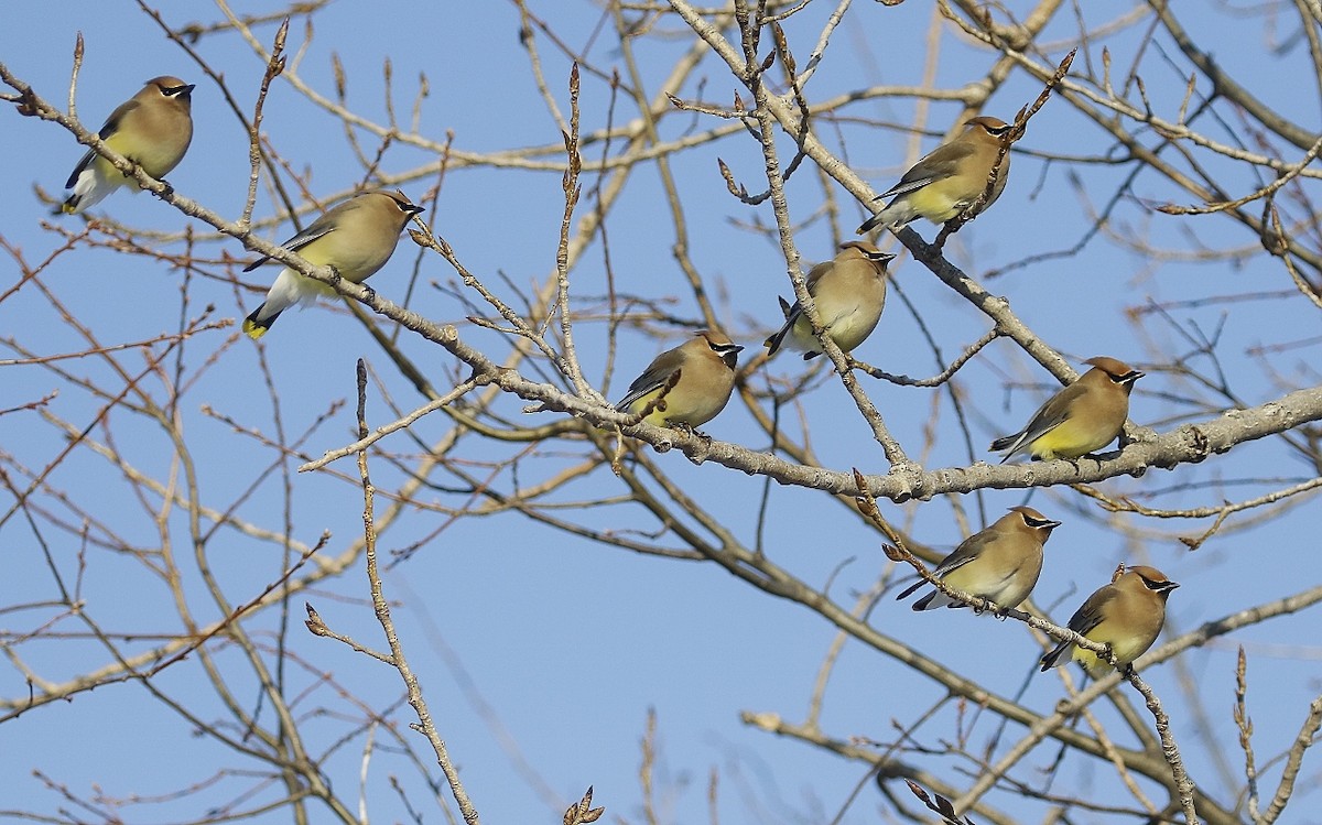 Cedar Waxwing - ML312153011