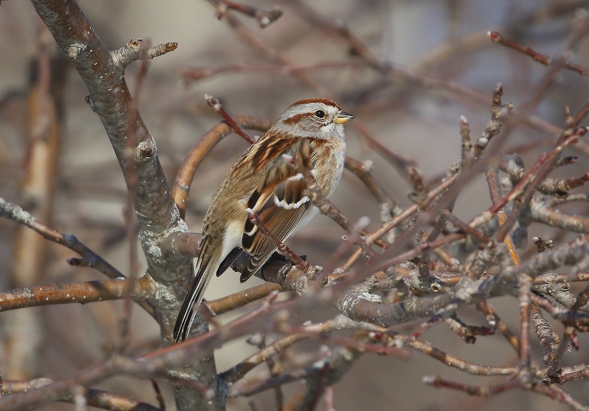 American Tree Sparrow - ML312153141