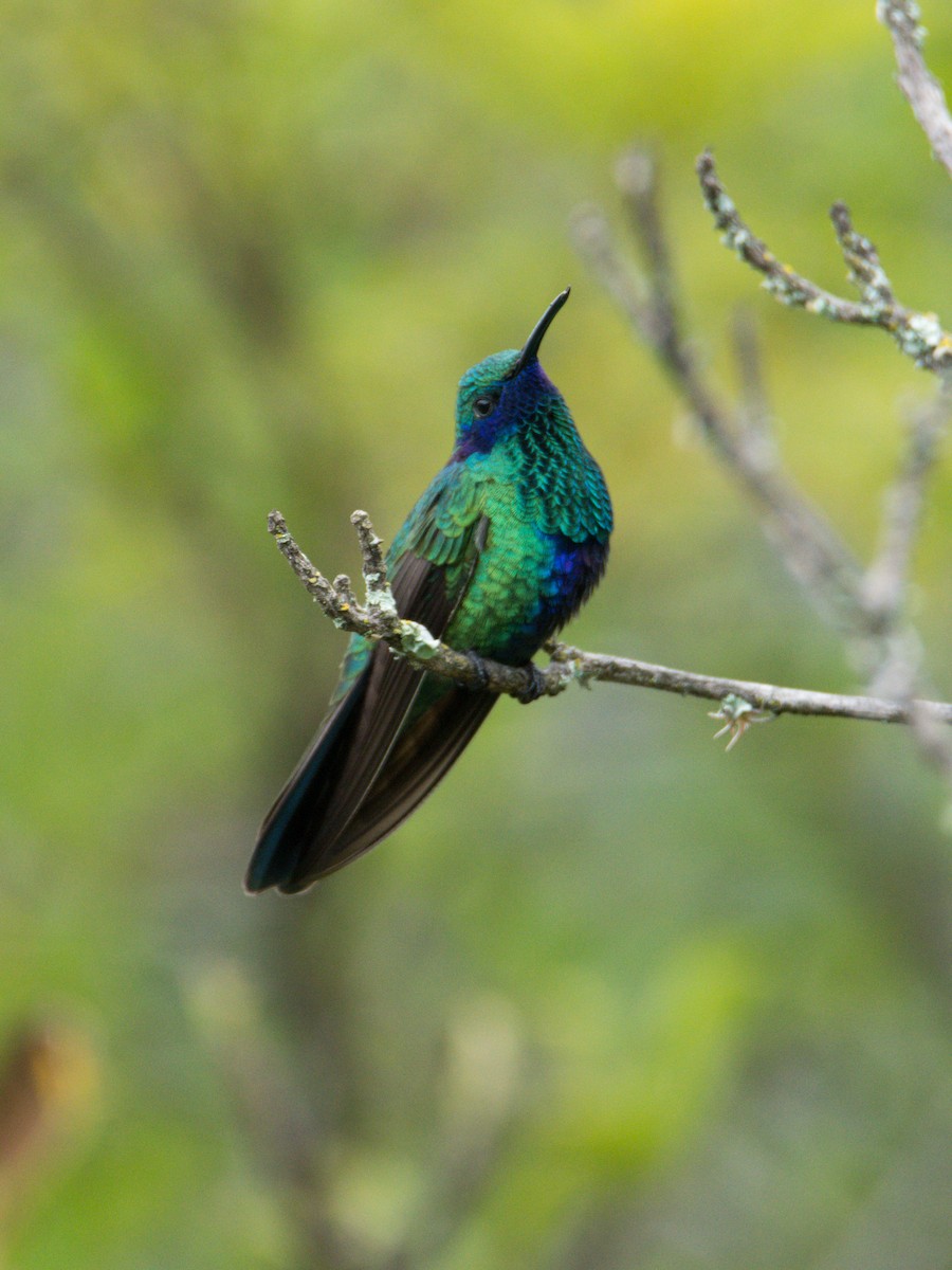 Sparkling Violetear - Jaime Valenzuela Trujillo