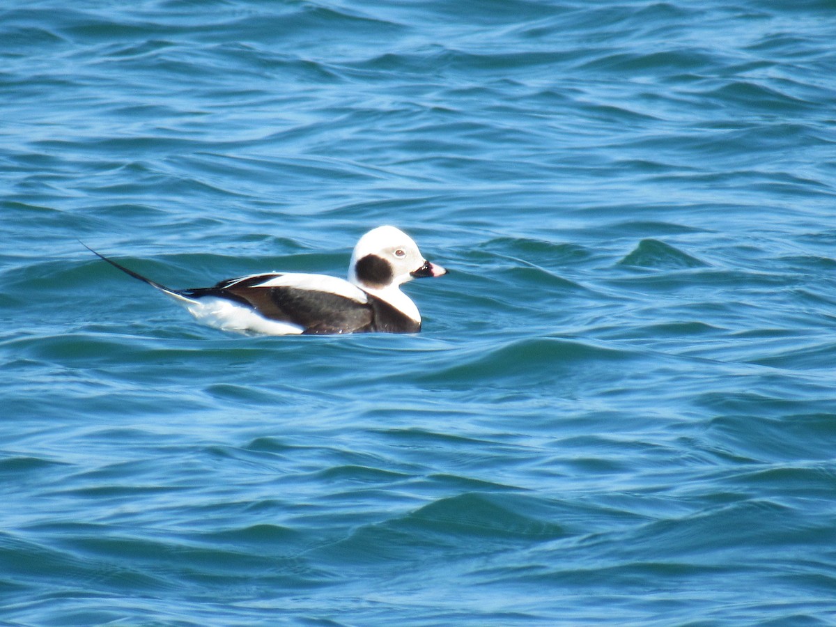 Long-tailed Duck - ML312153511