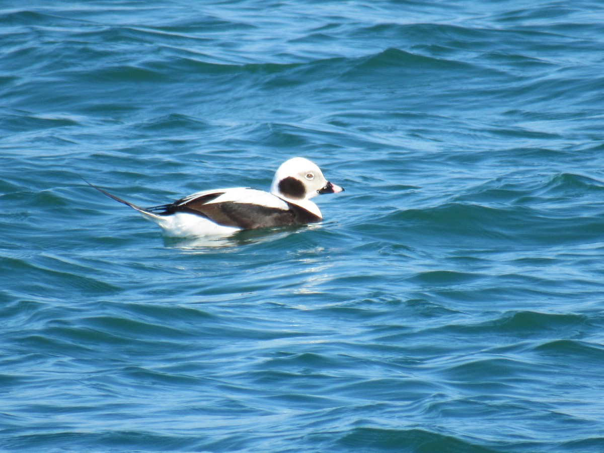 Long-tailed Duck - ML312153551