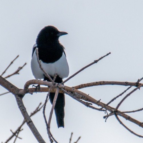 Black-billed Magpie - ML312155041