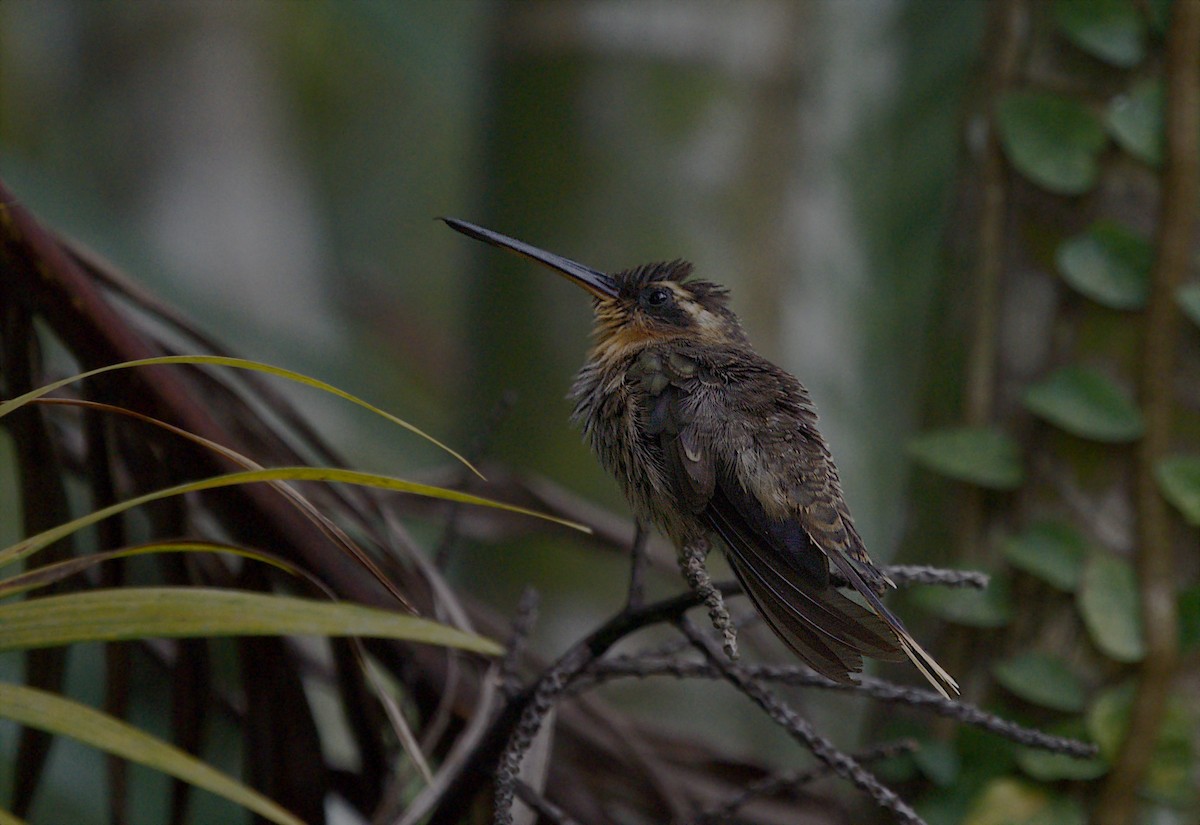 Saw-billed Hermit - ML312156381