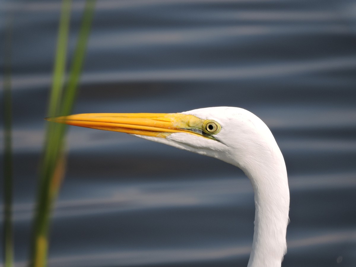 Great Egret - ML31215771