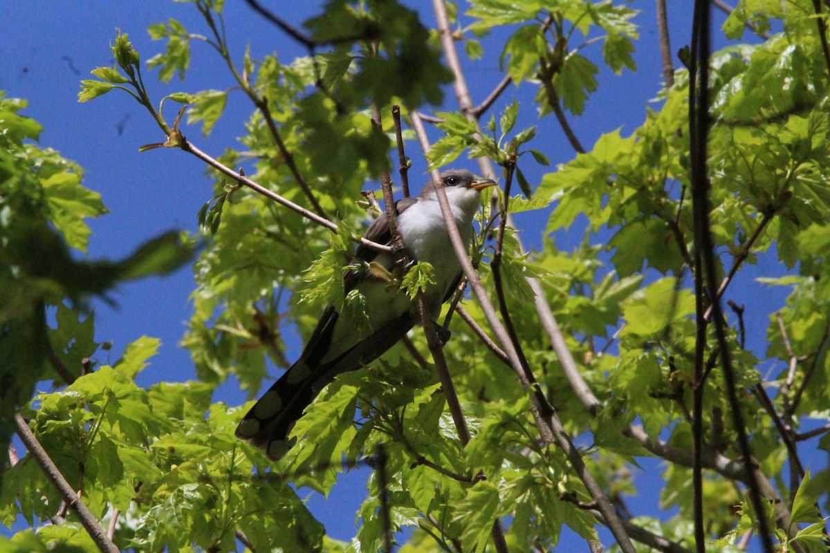 Yellow-billed Cuckoo - ML312158581