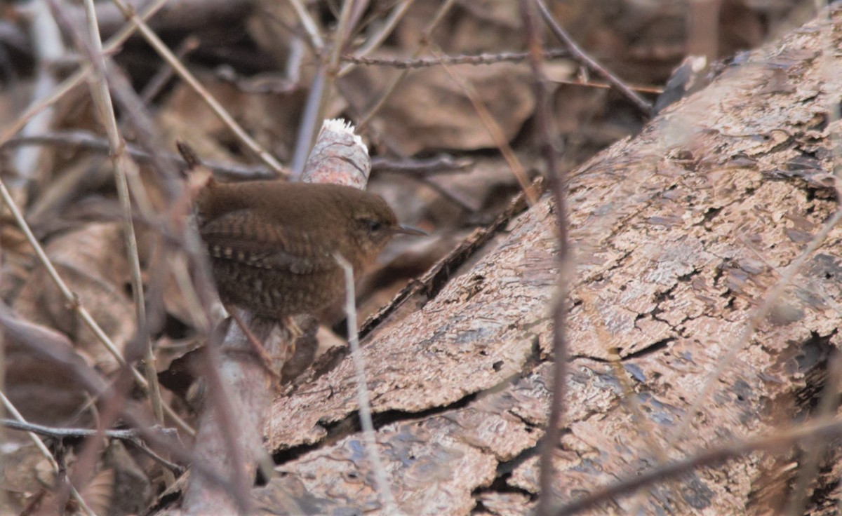 Pacific Wren - ML312159341
