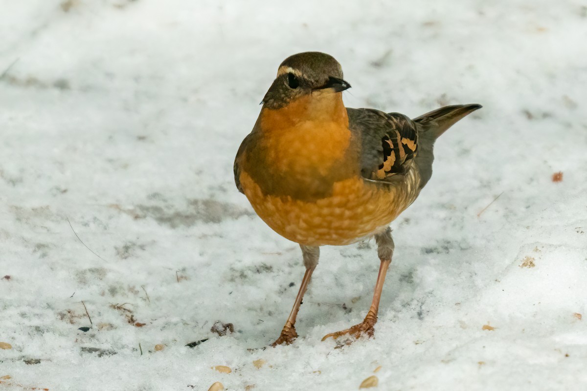 Varied Thrush - ML312159581