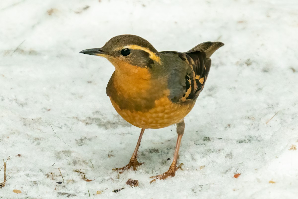 Varied Thrush - Christine Goddard