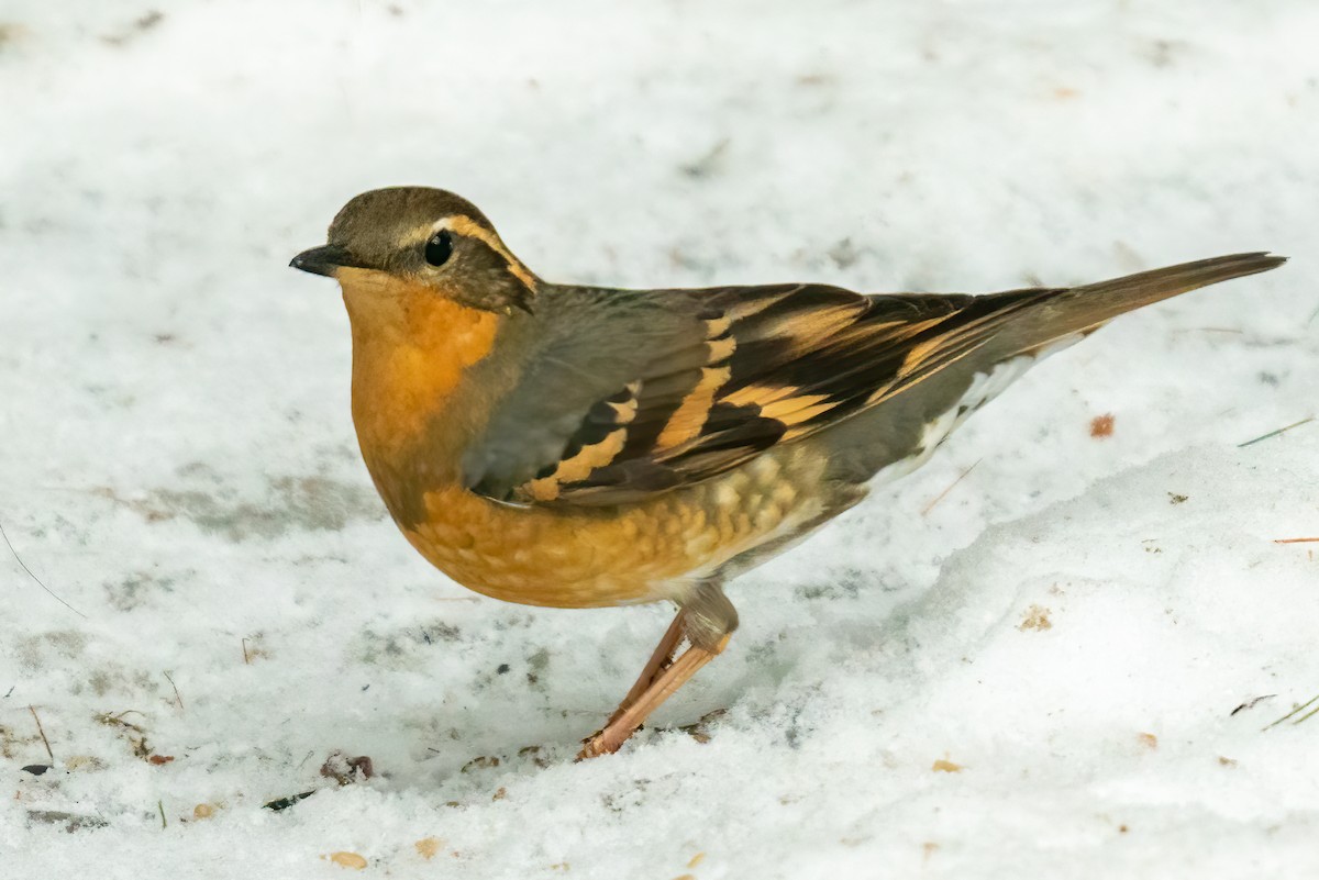 Varied Thrush - ML312159671