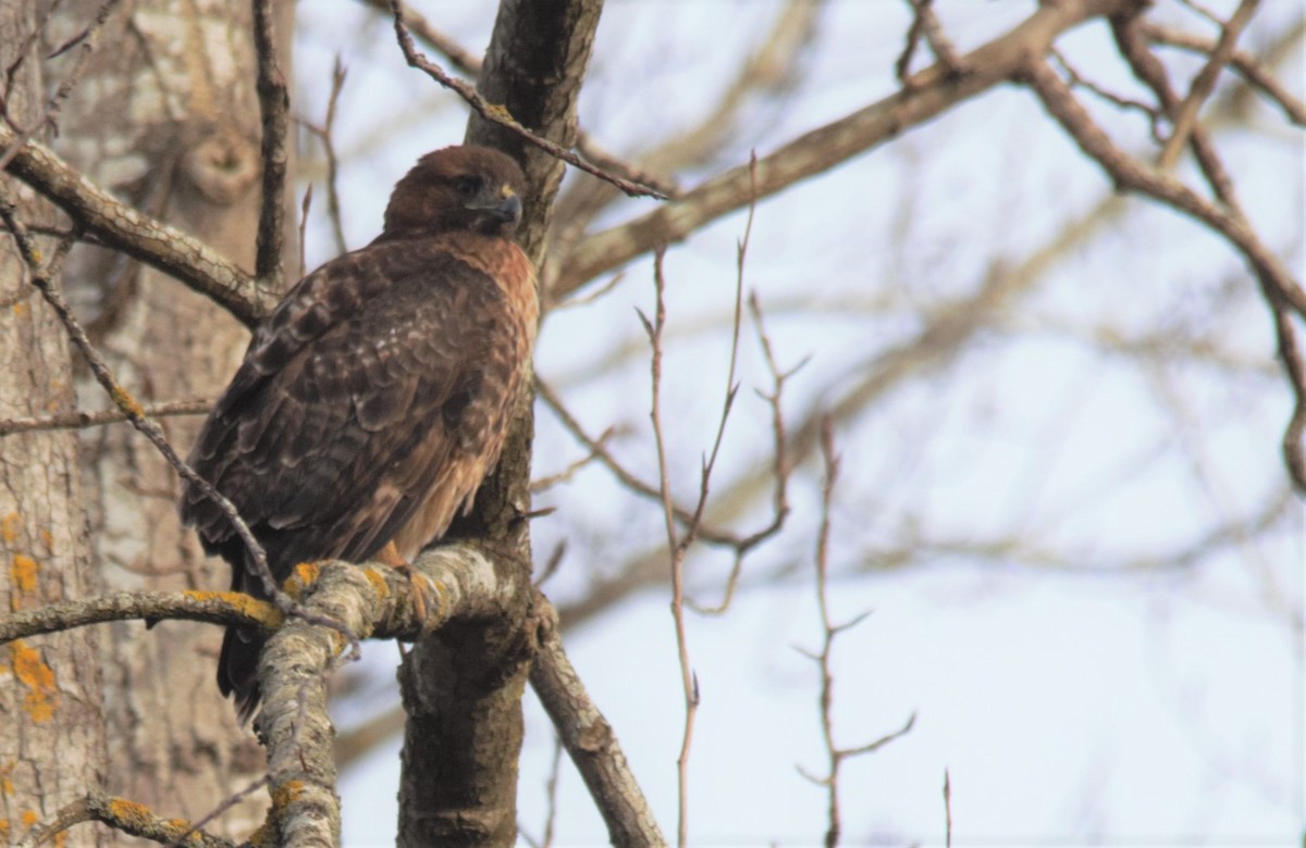 Red-tailed Hawk - Hui Sim