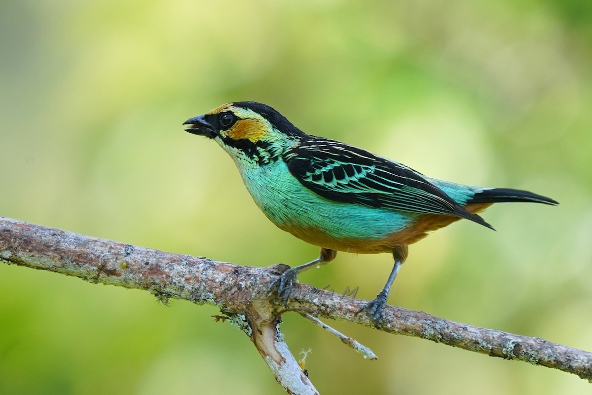 Golden-eared Tanager - Luis Carlos García Mejía