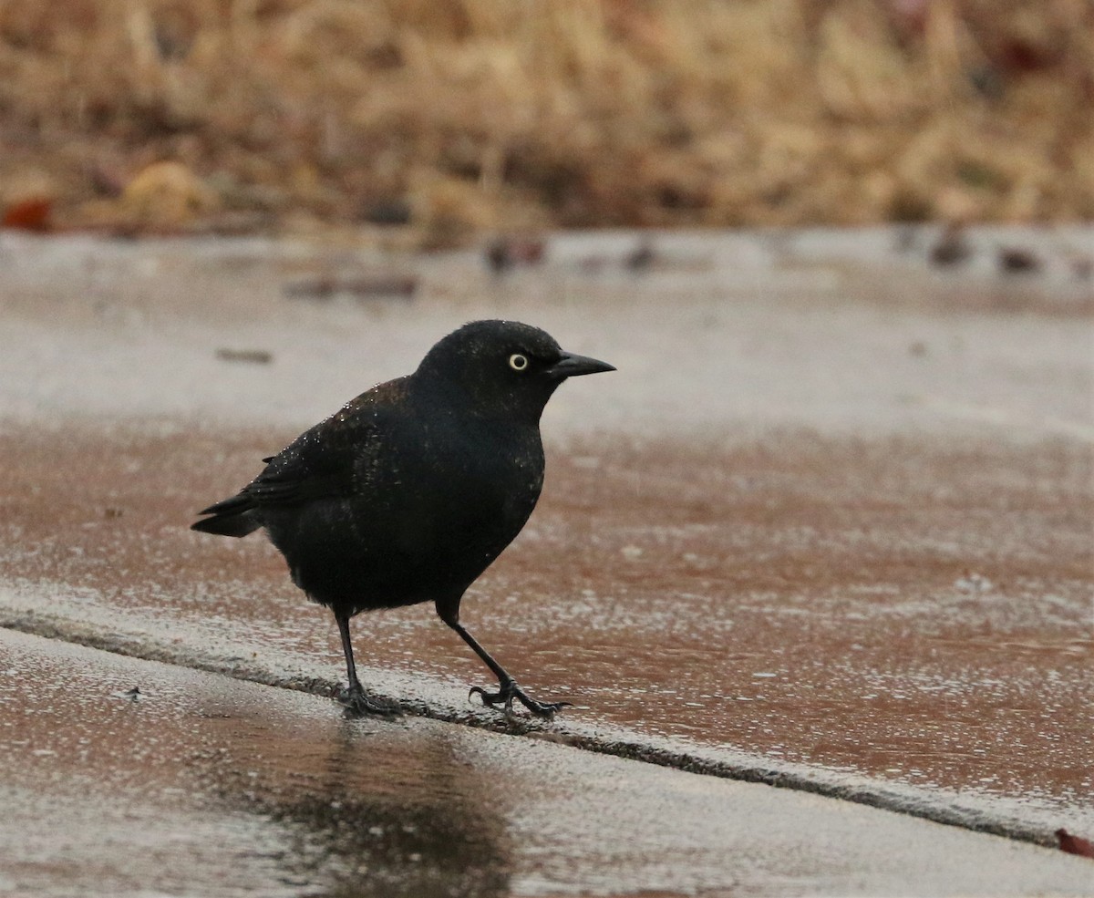 Rusty Blackbird - ML312162171
