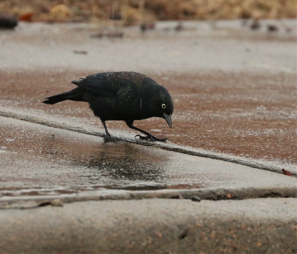 Rusty Blackbird - ML312162181