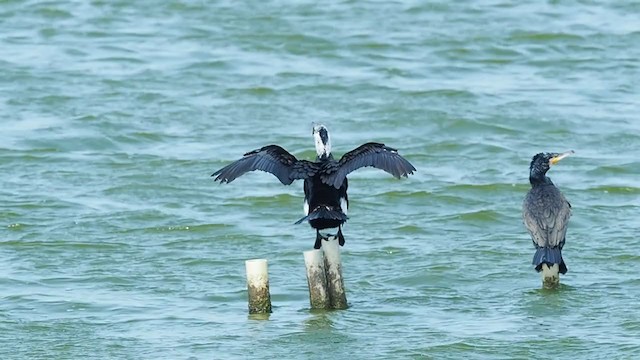 Great Cormorant - ML312162341