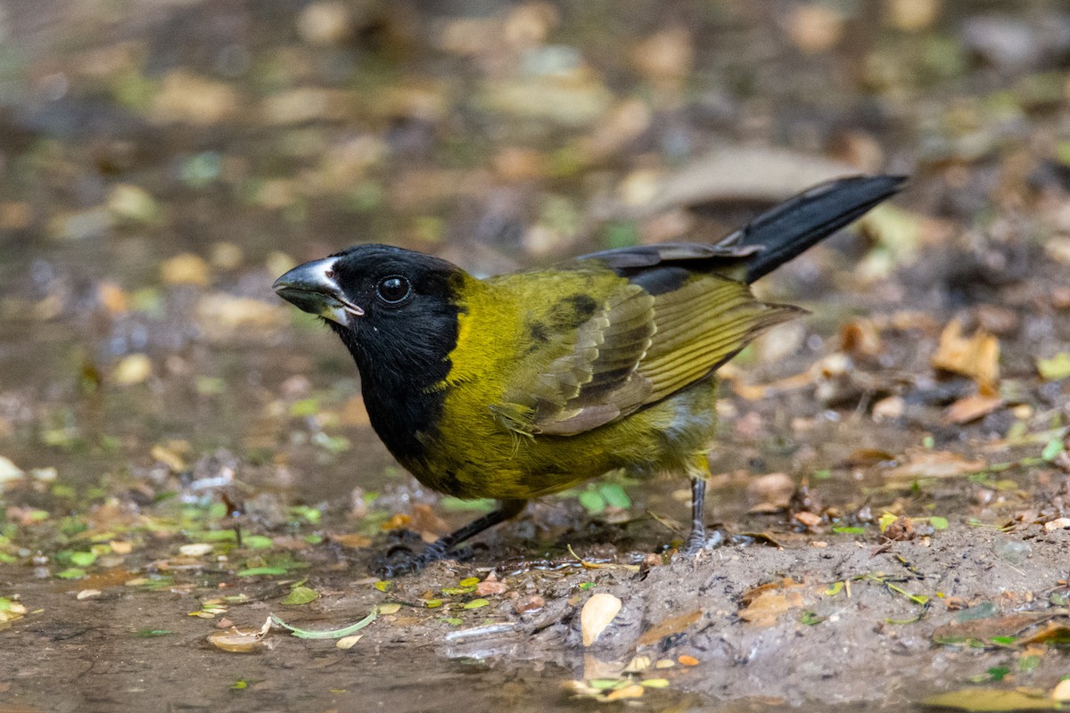 Crimson-collared Grosbeak - Tanya Smythe