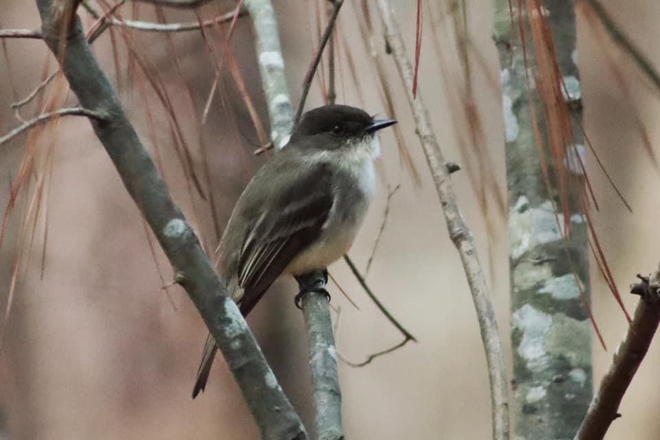 Eastern Phoebe - ML312164211