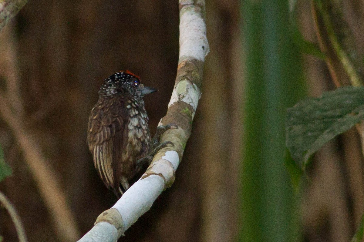 Arrowhead Piculet - Doug Gochfeld