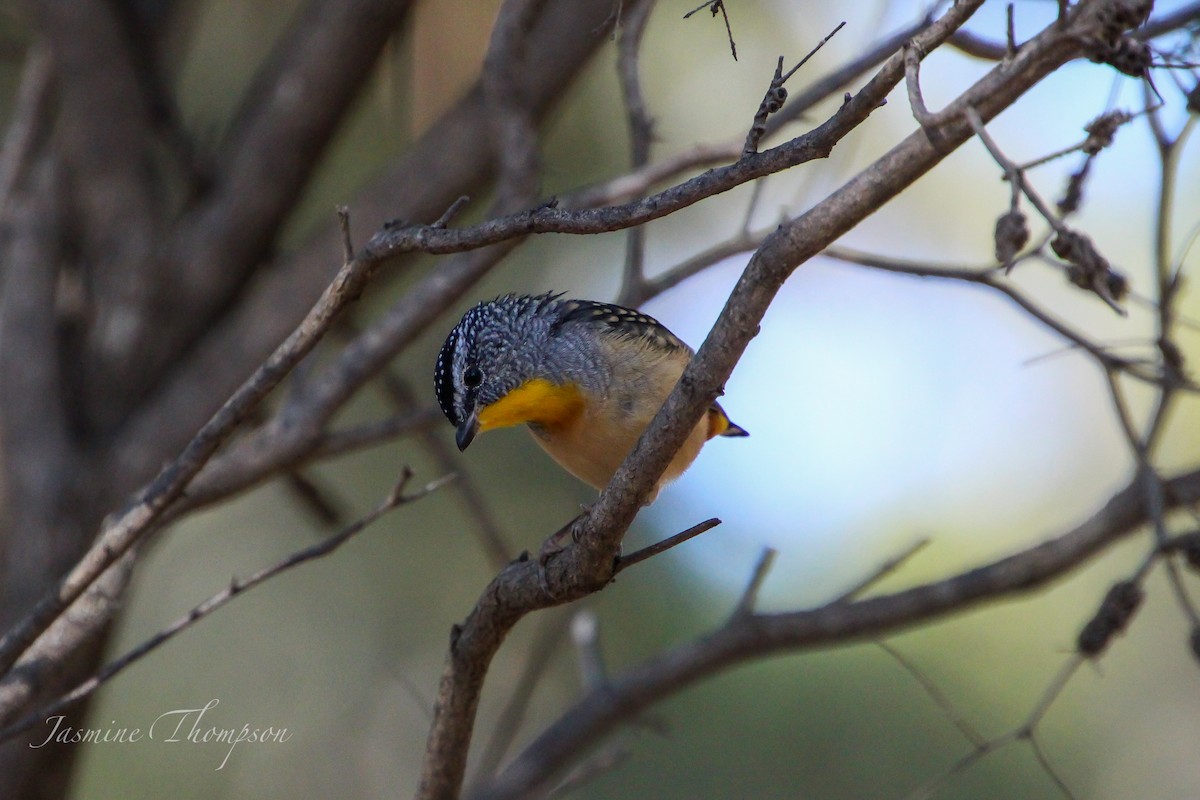 Spotted Pardalote - ML312166291