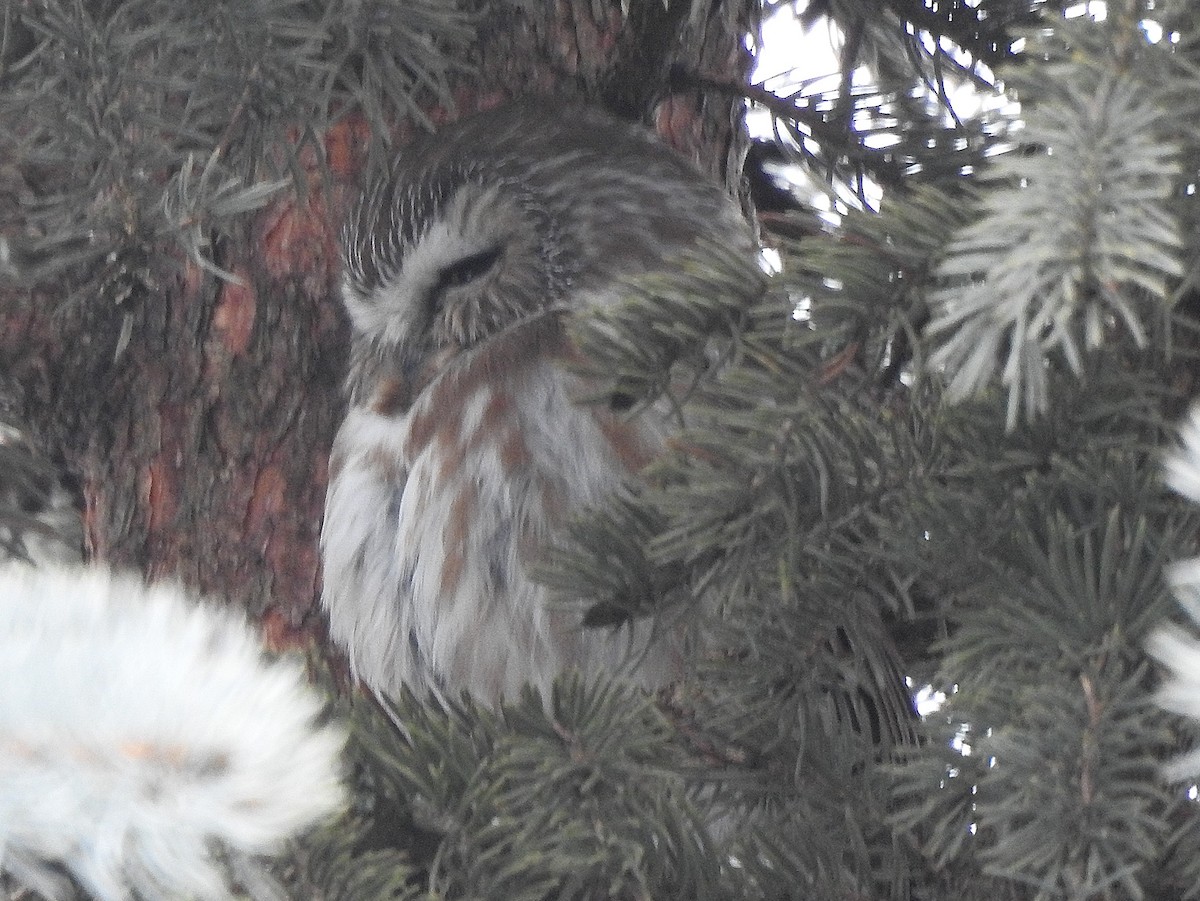 Northern Saw-whet Owl - Dave Milsom