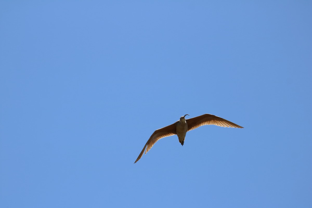 Long-billed Curlew - ML312169521