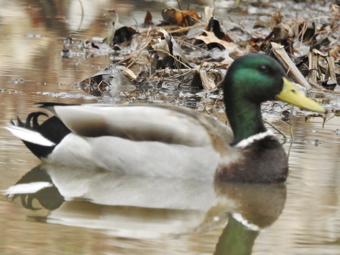 Canard colvert - ML312169701