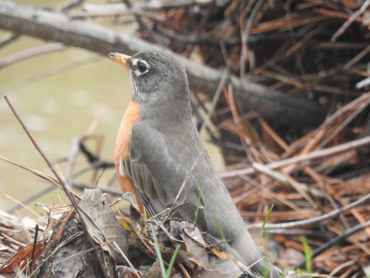 American Robin - ML312169951