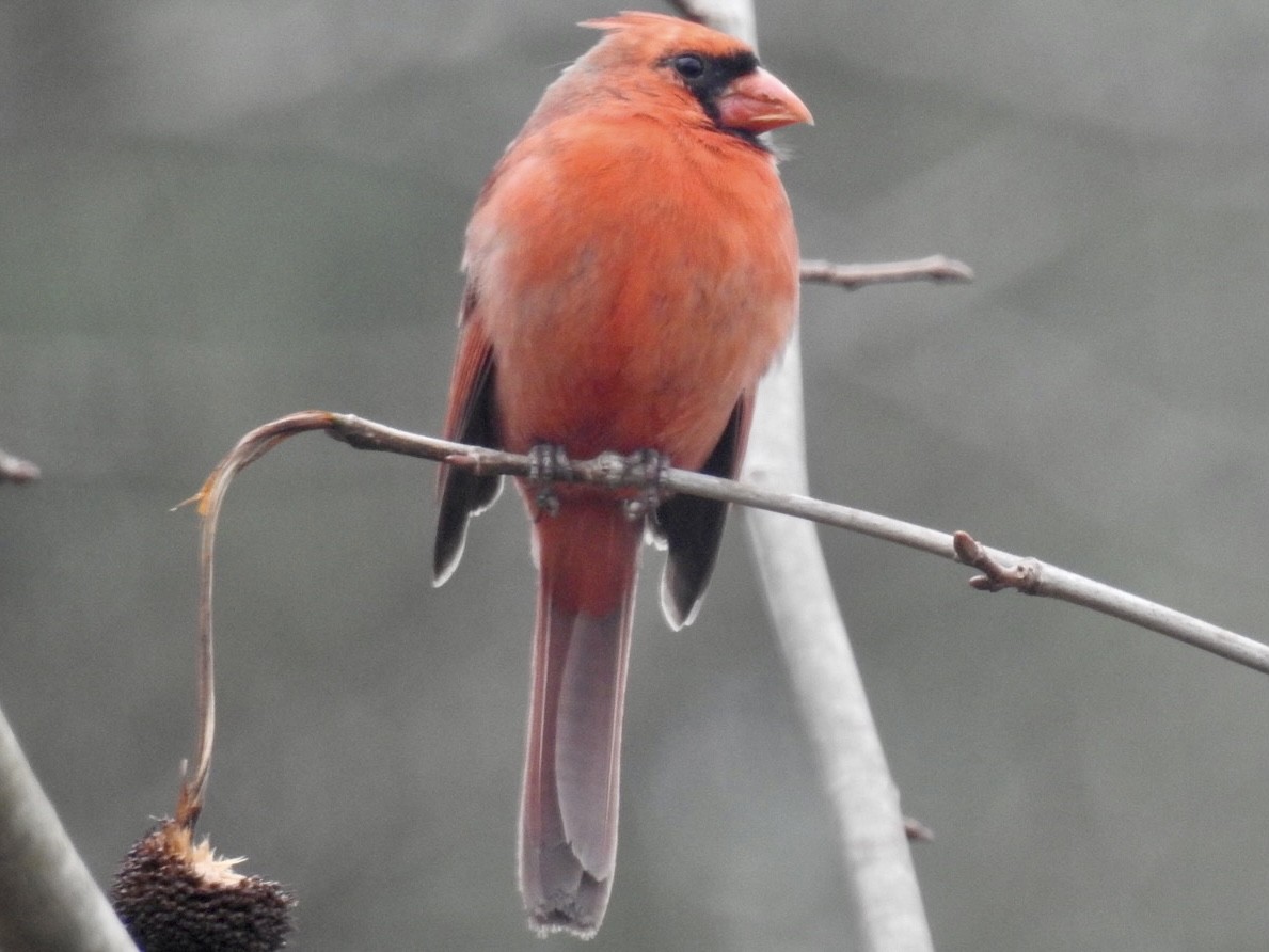 Northern Cardinal - ML312170091