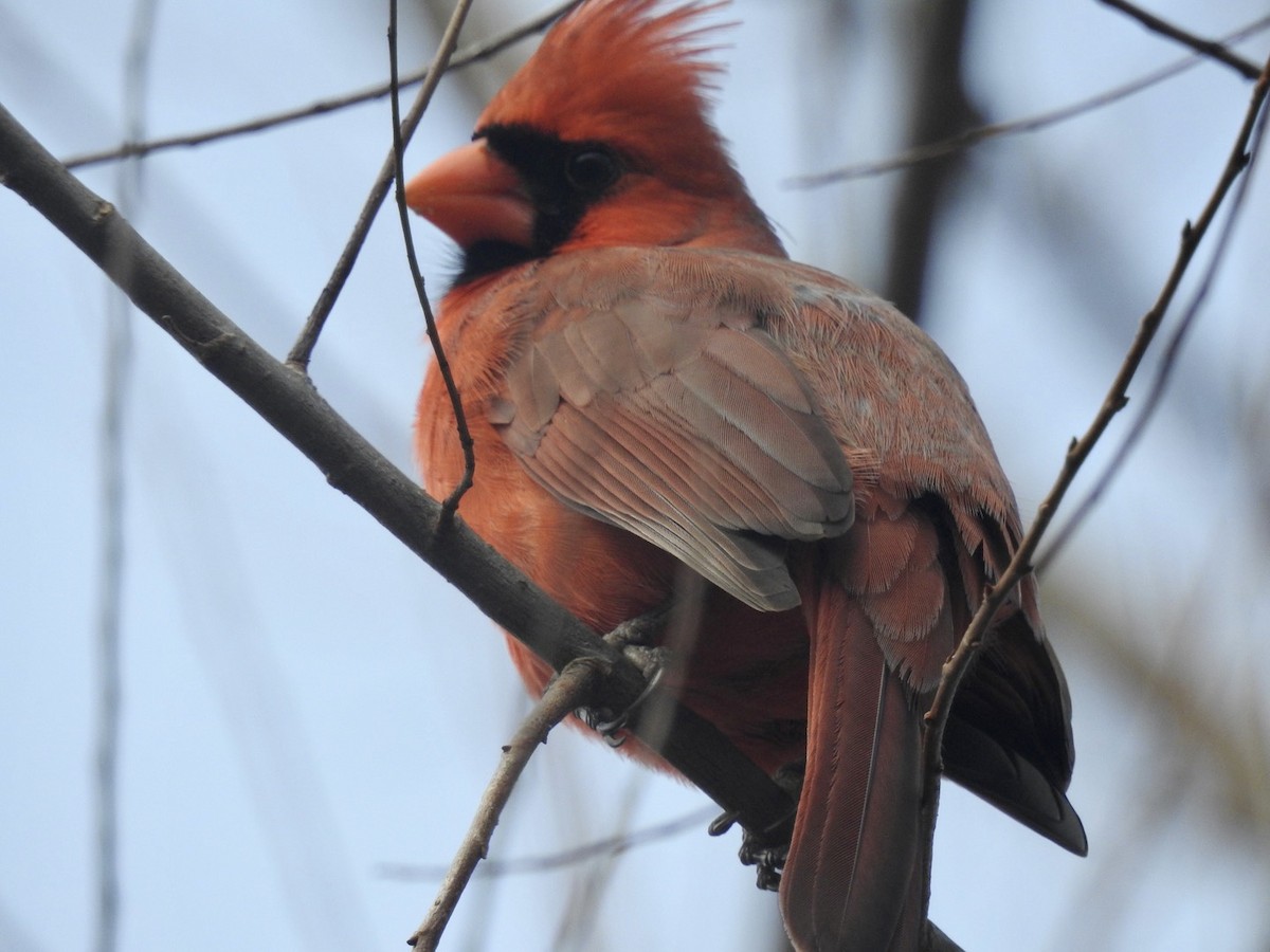 Northern Cardinal - ML312170101
