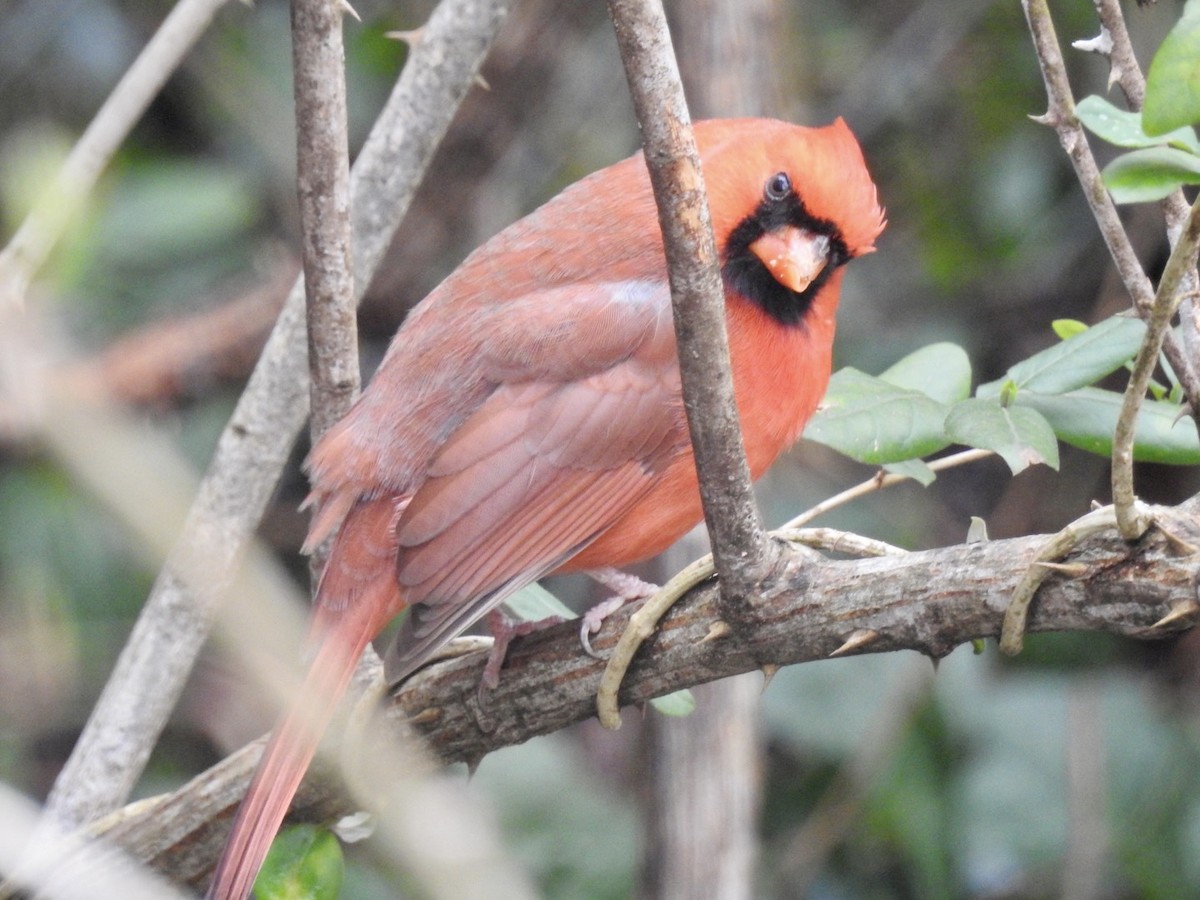 Northern Cardinal - ML312170111