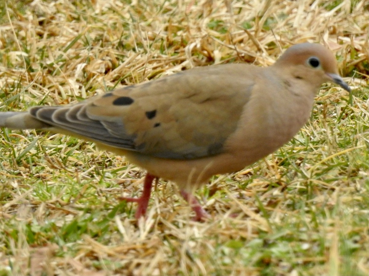 Mourning Dove - ML312170211