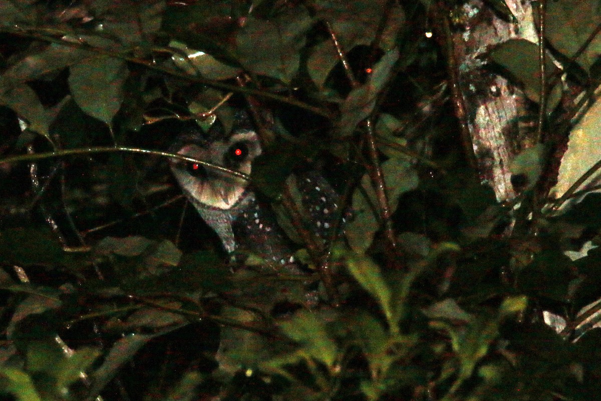 Sooty Owl - ML312171001