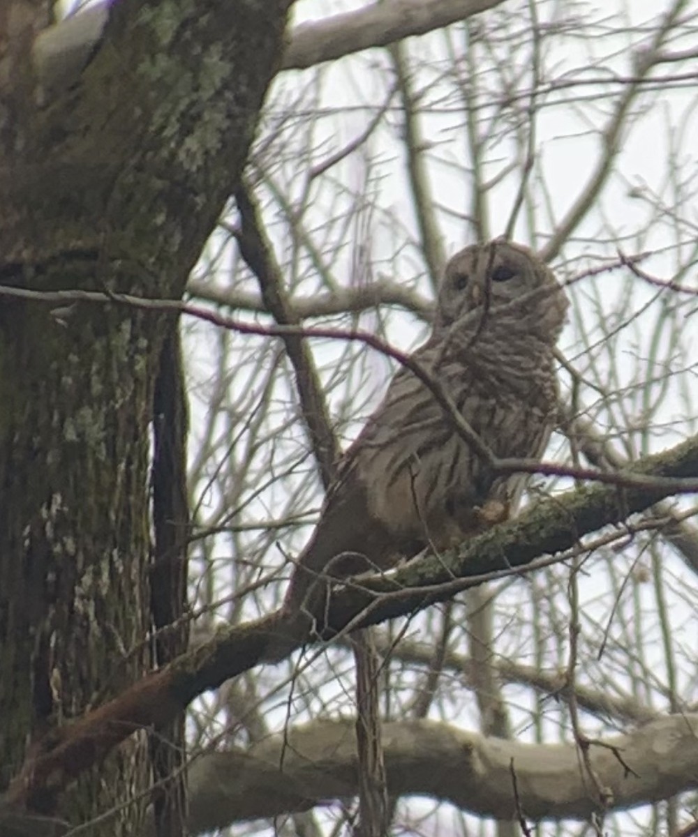 Barred Owl - ML312172111